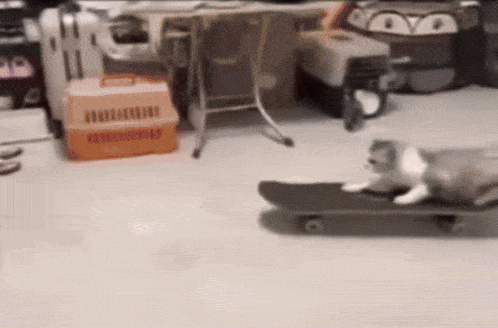 a cat on a skateboard in a room