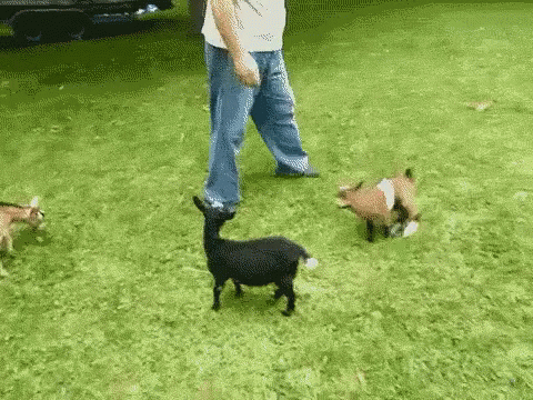 Farm GIF - Goat Kick Kids GIFs