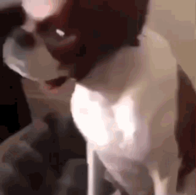 a close up of a brown and white dog standing on a couch .