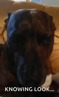 Sneaky Eyes Dog GIF - Sneaky Eyes Dog Knowing Look GIFs