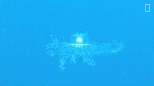 Jellyfish National Geographic GIF - Jellyfish National Geographic Shrink GIFs