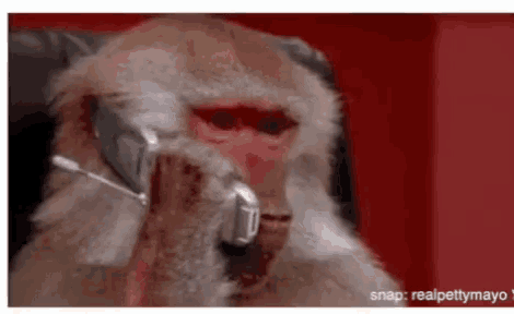a monkey is talking on a cell phone while sitting in a chair