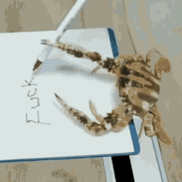 a crab is writing the word fuck on a piece of paper ..