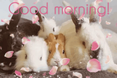 Good Morning Bunnies GIF - Good Morning Bunnies Petals GIFs