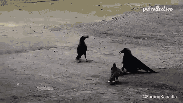 a black and white photo of three birds taken by farooqkapadia