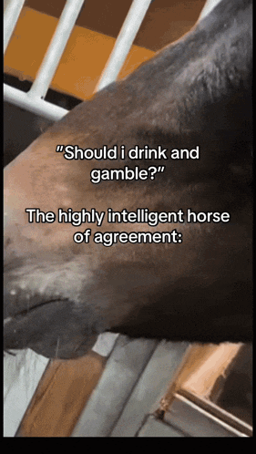 a picture of a horse with the words should i drink and gamble