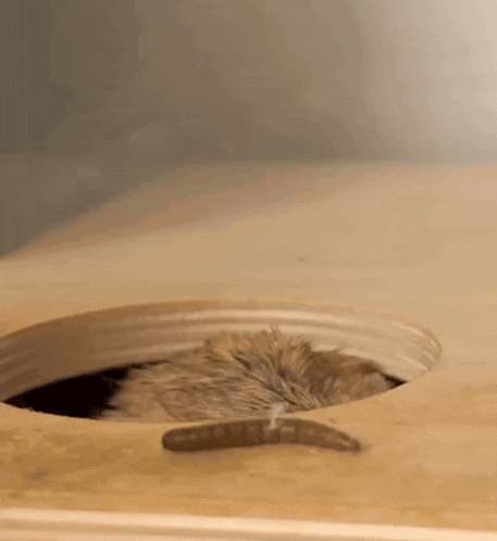 a cat is sticking its head out of a hole in a box .