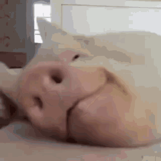 a close up of a pig sleeping on a bed with its mouth open .