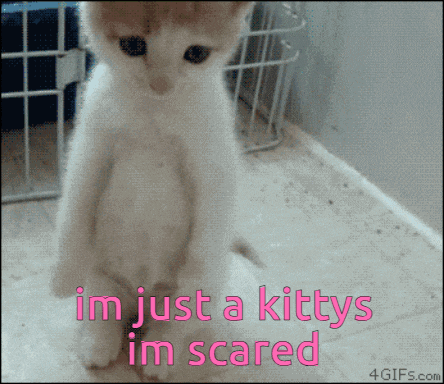 a picture of a kitten with the words im just a kitty im scared on the bottom
