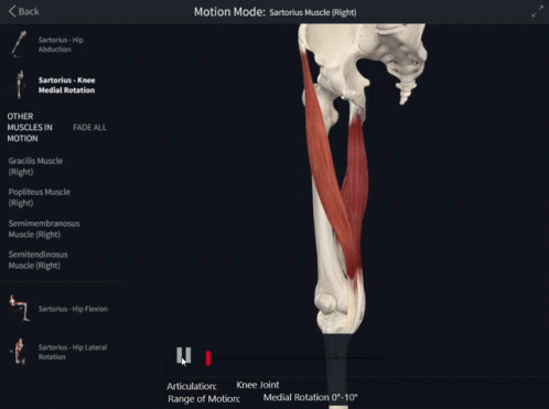 Sartorius Knee Medial Rotation GIF - Sartorius Knee Medial Rotation Knee GIFs
