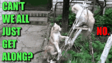 two cats are standing on a ladder with the words can t we all just get along