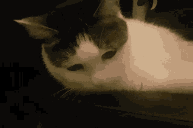 Borka Sad GIF - Borka Sad Cat GIFs