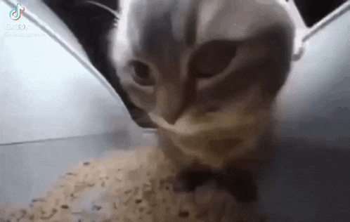 a close up of a cat eating food from a bowl in a room .