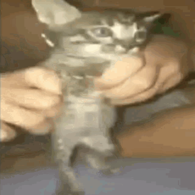 a person is holding a kitten in their hands and looking at it .