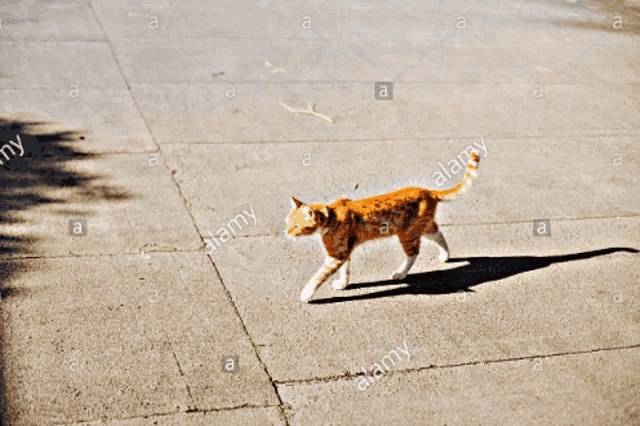 a man with a beard wearing a hat and a cat on the sidewalk