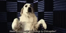 Funny Animals Dogs GIF - Funny Animals Dogs Hello Everybody GIFs