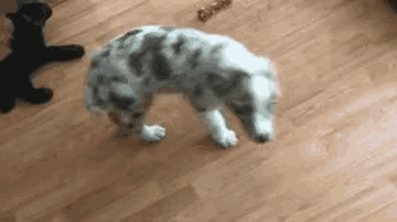 a dog is standing on its hind legs on a wooden floor in a room .