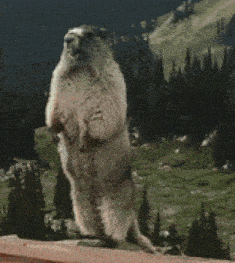 a ground squirrel standing on its hind legs with the word chinny written on the bottom