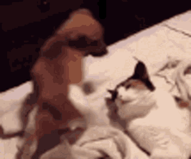 a dog is standing on top of a cat laying on a bed .