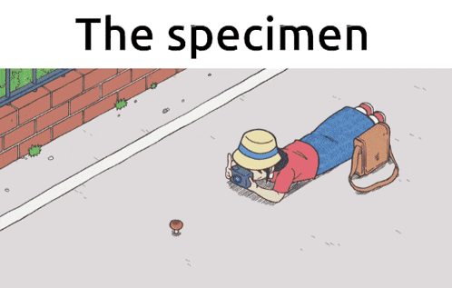 a cartoon of a man laying on the ground looking at a mushroom with the words " the specimen " above him