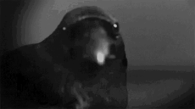 a black and white photo of a bird with the word hi there in the background