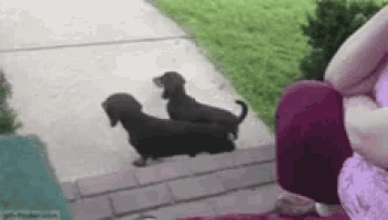 two dachshund puppies are walking down a sidewalk next to a person holding a purple item .