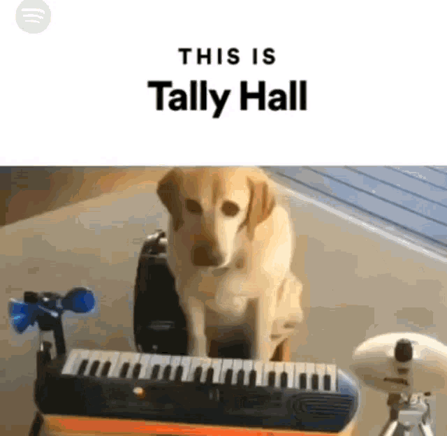 Tally Hall GIF - Tally Hall Tally Hall GIFs