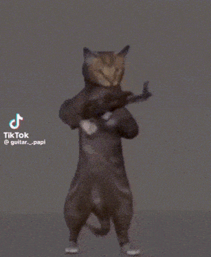 Dev Cat GIF - Dev Cat Cat Meme GIFs
