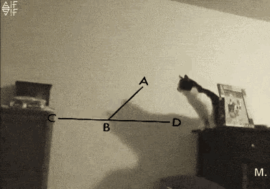 Calculate Cat GIF - Calculate Cat Shit GIFs