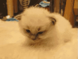 a small white kitten is sitting on the floor looking down