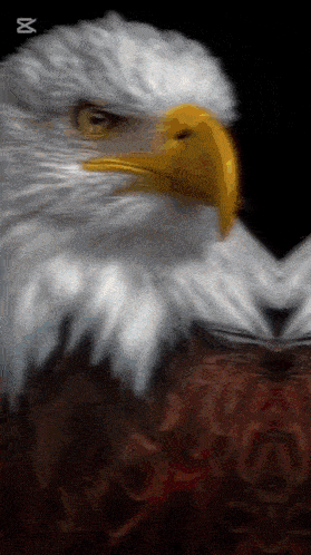 a close up of a bald eagle 's head with a black background