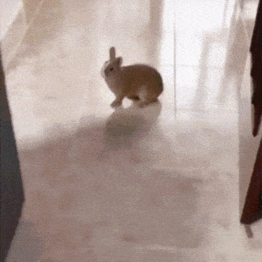a small brown bunny rabbit is walking on a tiled floor