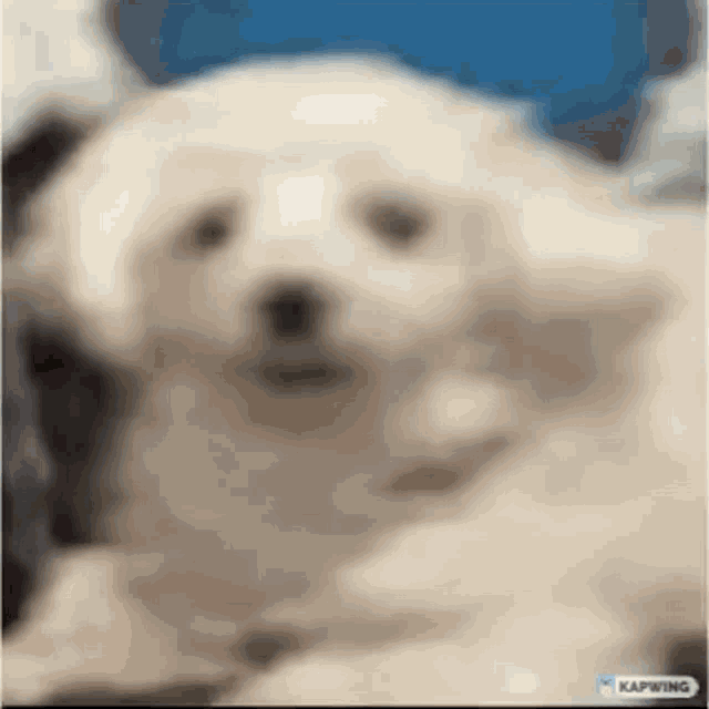 a blurry picture of a white dog laying down on a couch .