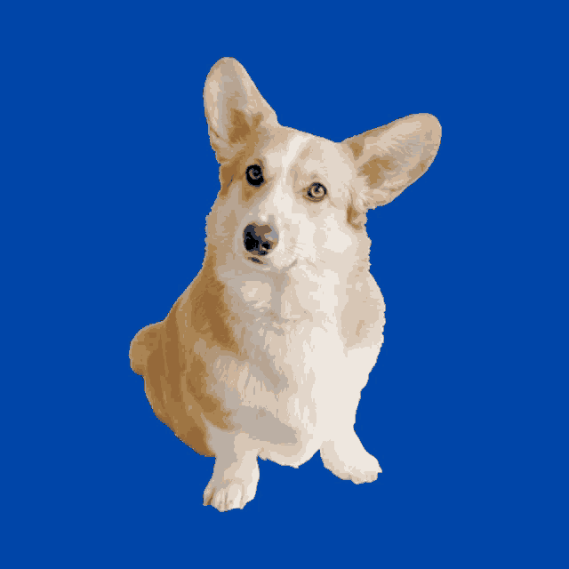 a brown and white dog on a blue background looking up