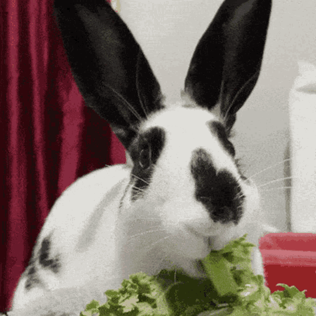 Bunny Thumper GIF - Bunny Thumper Twitter GIFs