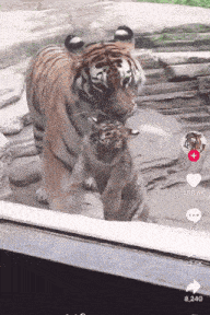 a tiger standing next to a baby tiger behind a glass window