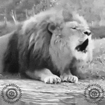 a black and white photo of a lion yawning in the wild .