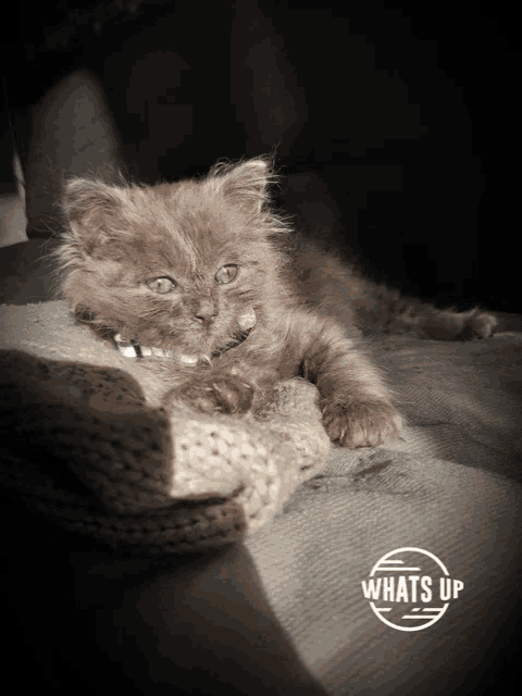 Relax Whats Up Meme