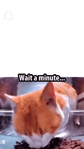 a cat is sitting in a bowl of food with the words `` wait a minute '' written on the bottom .