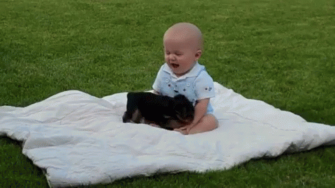 Well That'S Adorable GIF - Yorkshire Terrier Baby GIFs