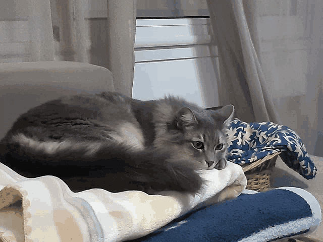 a cat is laying on a couch with a basket of blankets