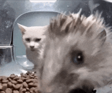 Cat Cam Cat Glare GIF - Cat Cam Cat Glare Stupid Idiot GIFs