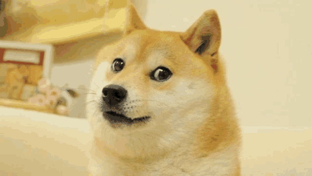 a close up of a dog with a surprised look on his face