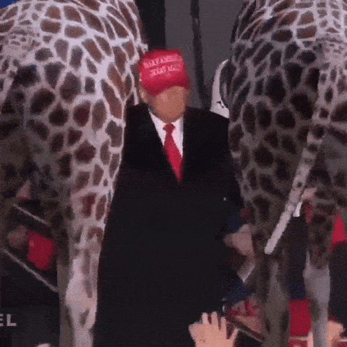 a man in a suit and tie wearing a maga hat stands between two giraffes