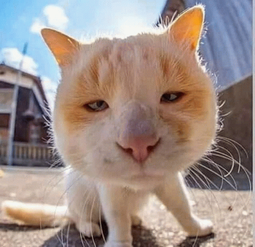 Cats GIF - Cats GIFs