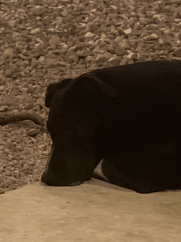 a black dog is laying down on the ground