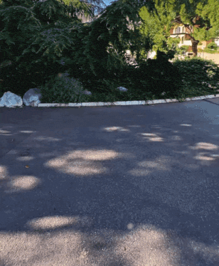 a shadow of a tree is cast on the asphalt of a road