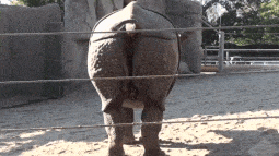 a rhino behind a fence with its butt visible