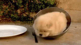 Puppy Whif GIF