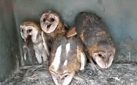 Owls Eating GIF